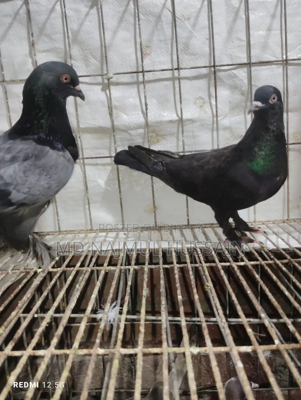 রাজগোলা কবুতর