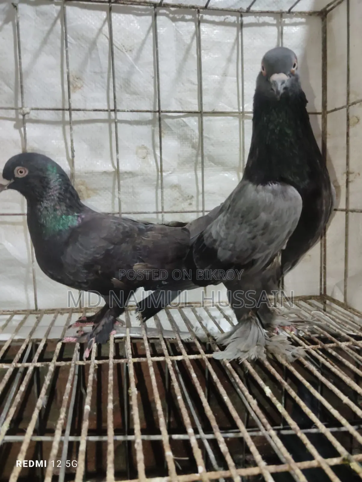 রাজগোলা কবুতর