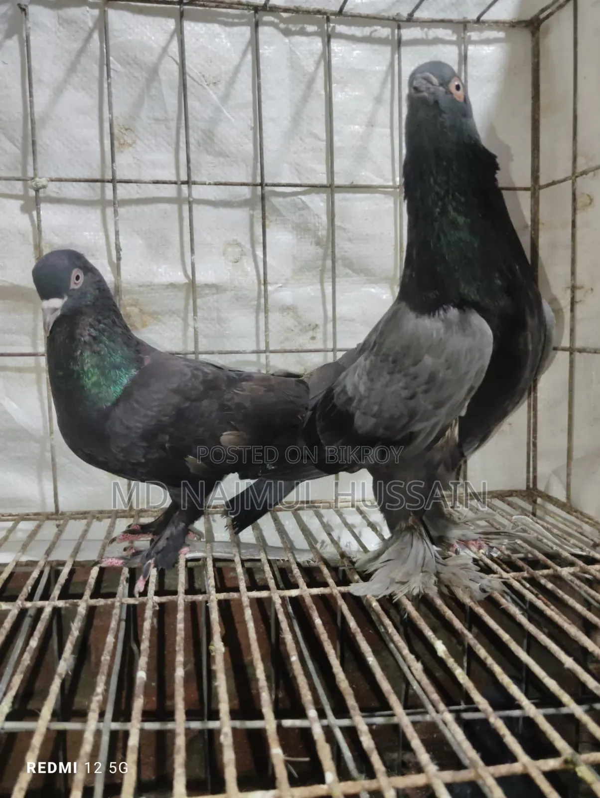 রাজগোলা কবুতর