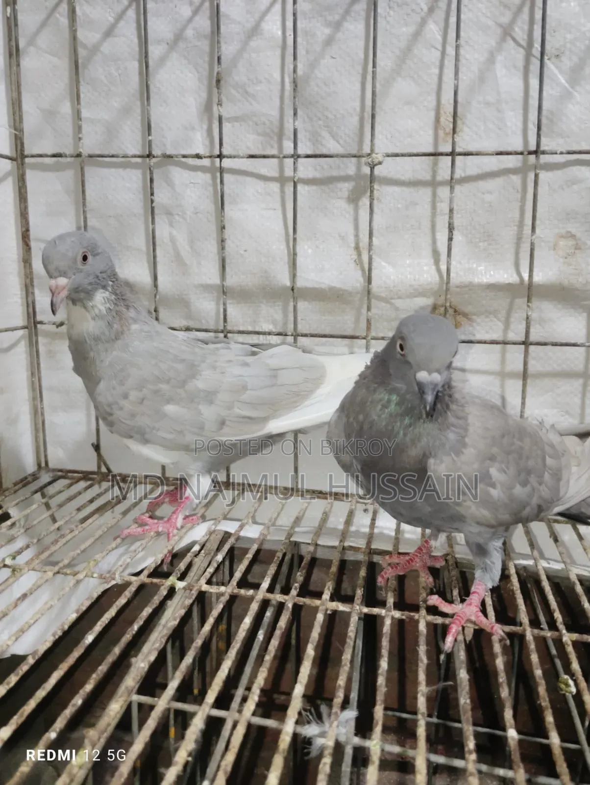 রাজগোলা কবুতর