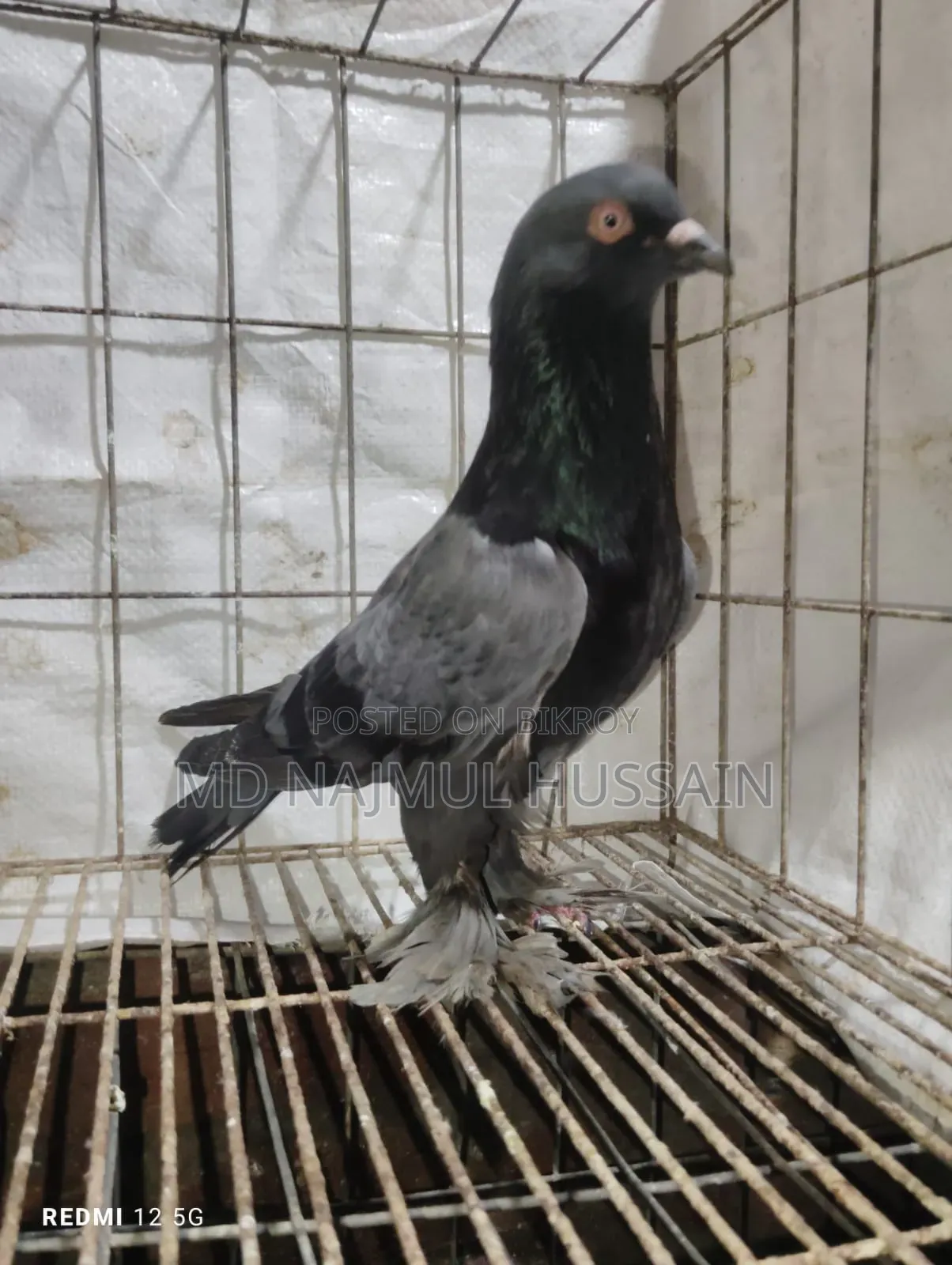 রাজগোলা কবুতর