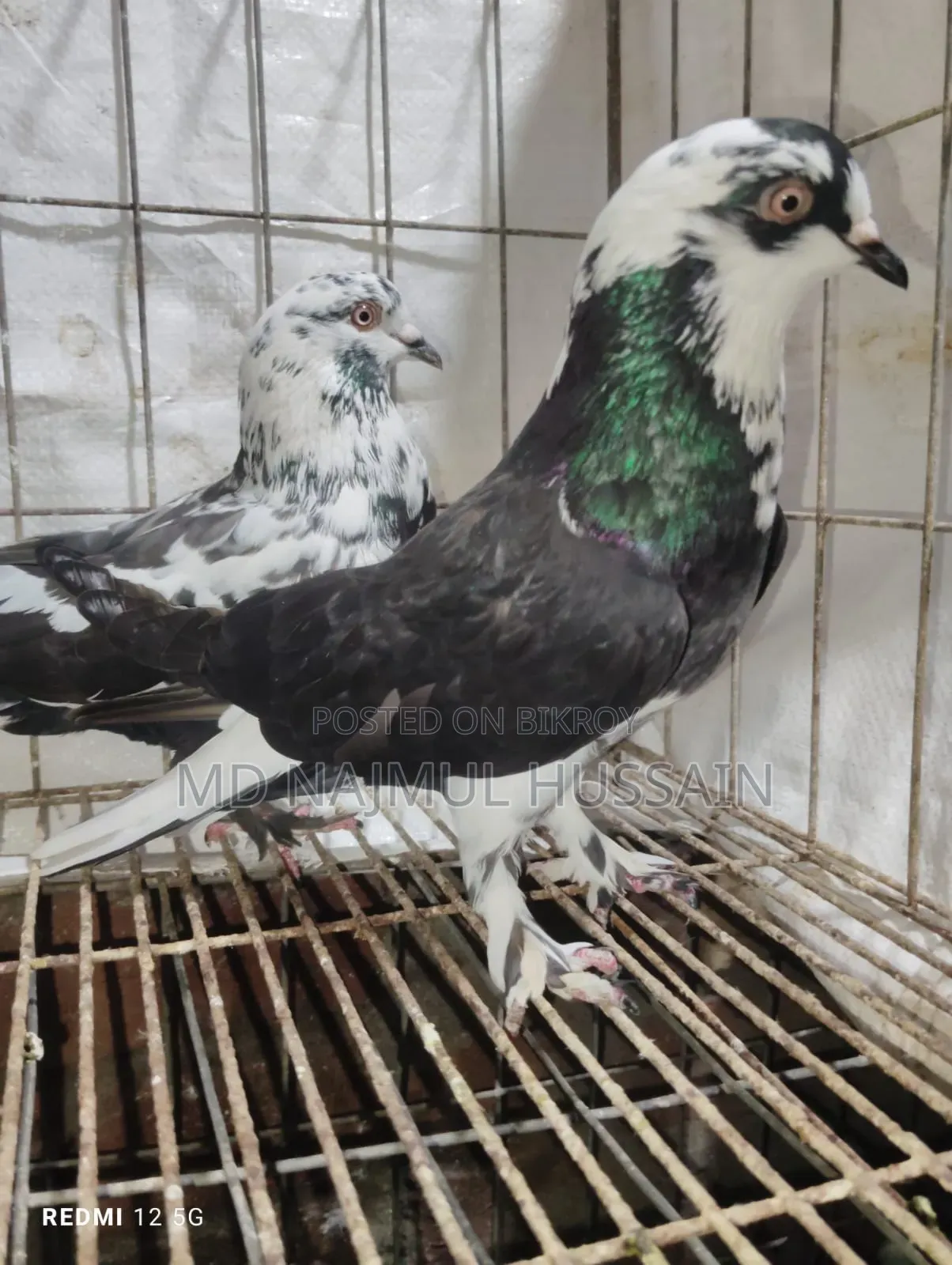 রাজগোলা কবুতর