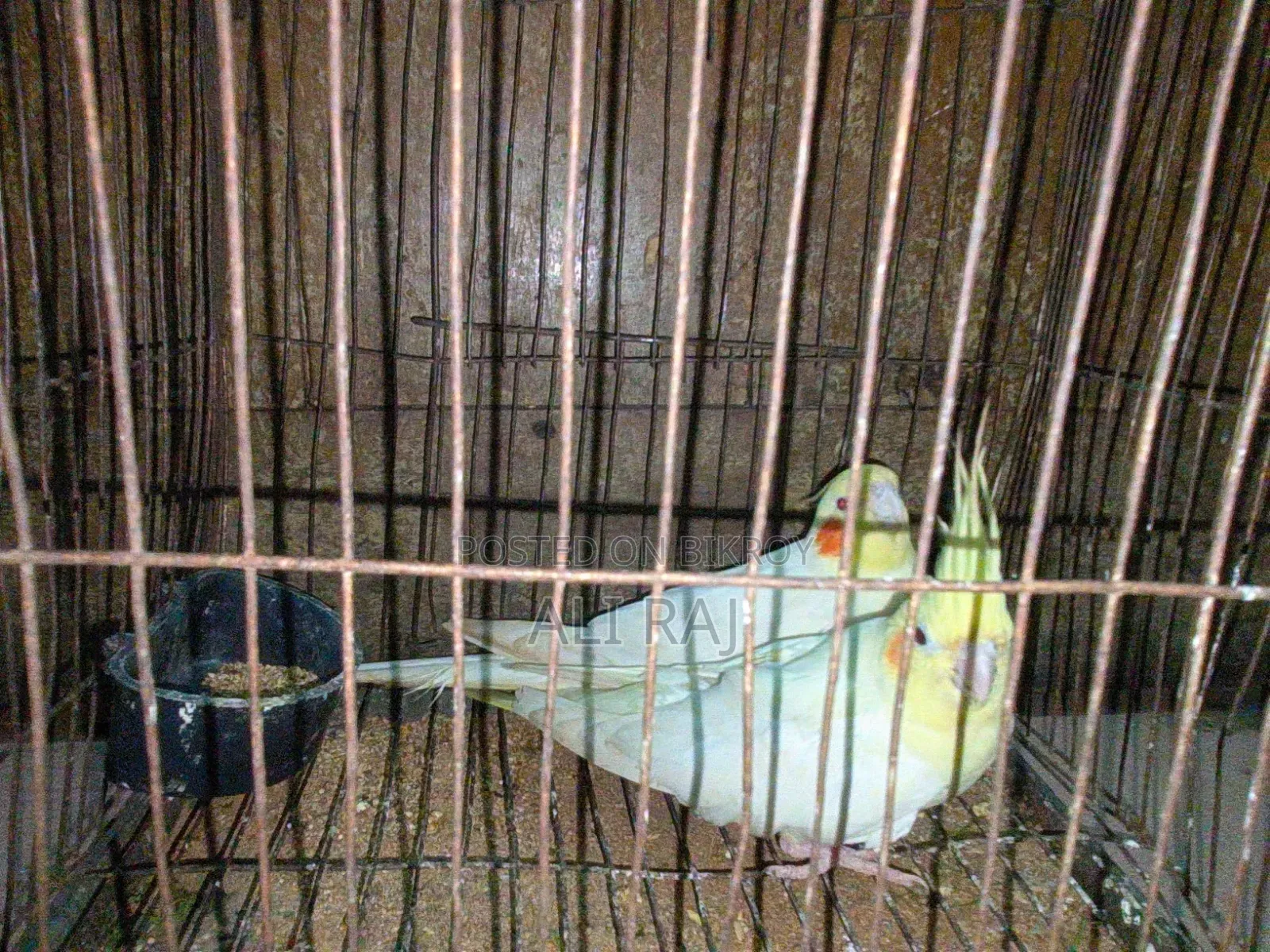 এক জোরা রানিং পেয়ার ডেলিভারি হবে না ঢাকা চকবাজার লাস্ট প্রাইজ ৪০০০