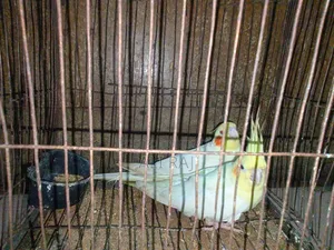 এক জোরা রানিং পেয়ার ডেলিভারি হবে না ঢাকা চকবাজার লাস্ট প্রাইজ ৪০০০