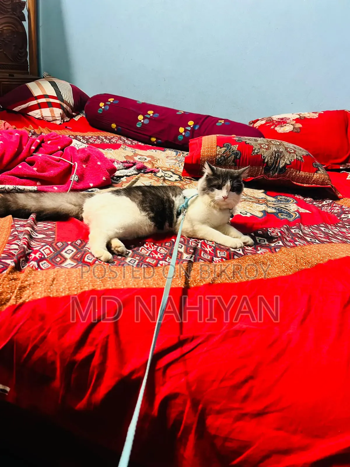 3-6 Months Female Purebred Persian