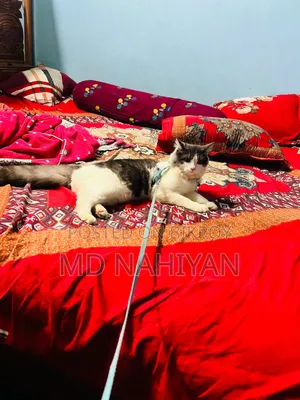 3-6 Months Female Purebred Persian