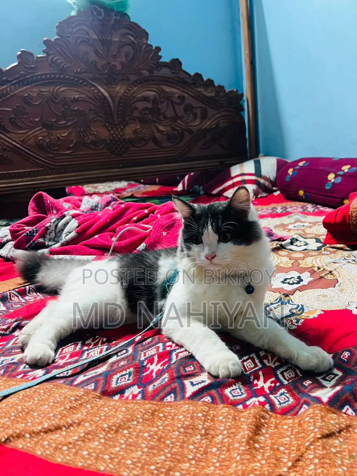 3-6 Months Female Purebred Persian