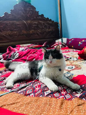 3-6 Months Female Purebred Persian