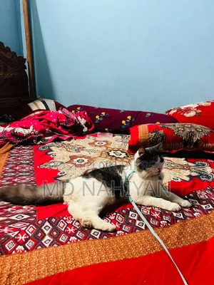 3-6 Months Female Purebred Persian