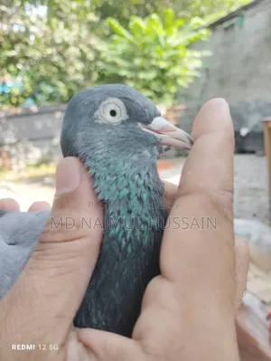 নীলা সাহারানপুরী