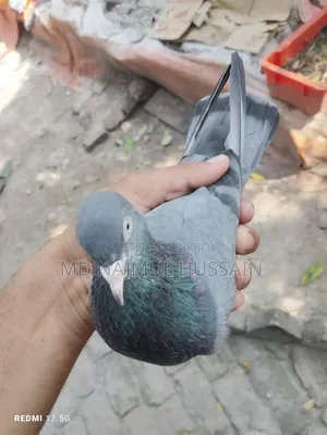 নীলা সাহারানপুরী
