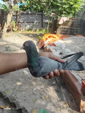 নীলা সাহারানপুরী