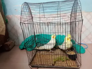 One pair of running cockatiel