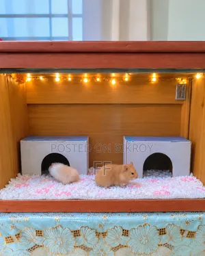 Large box for keeping hamsters. This is excluding hamsters