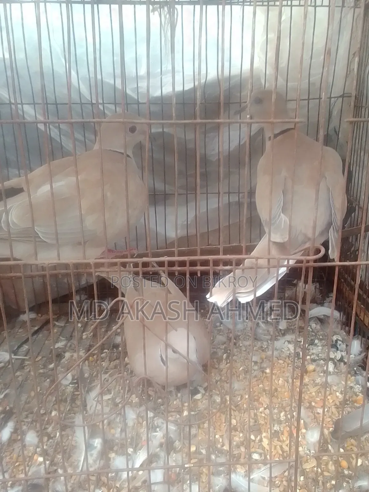 ৩ টি ঘুঘু পাখি