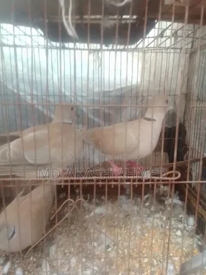 ৩ টি ঘুঘু পাখি