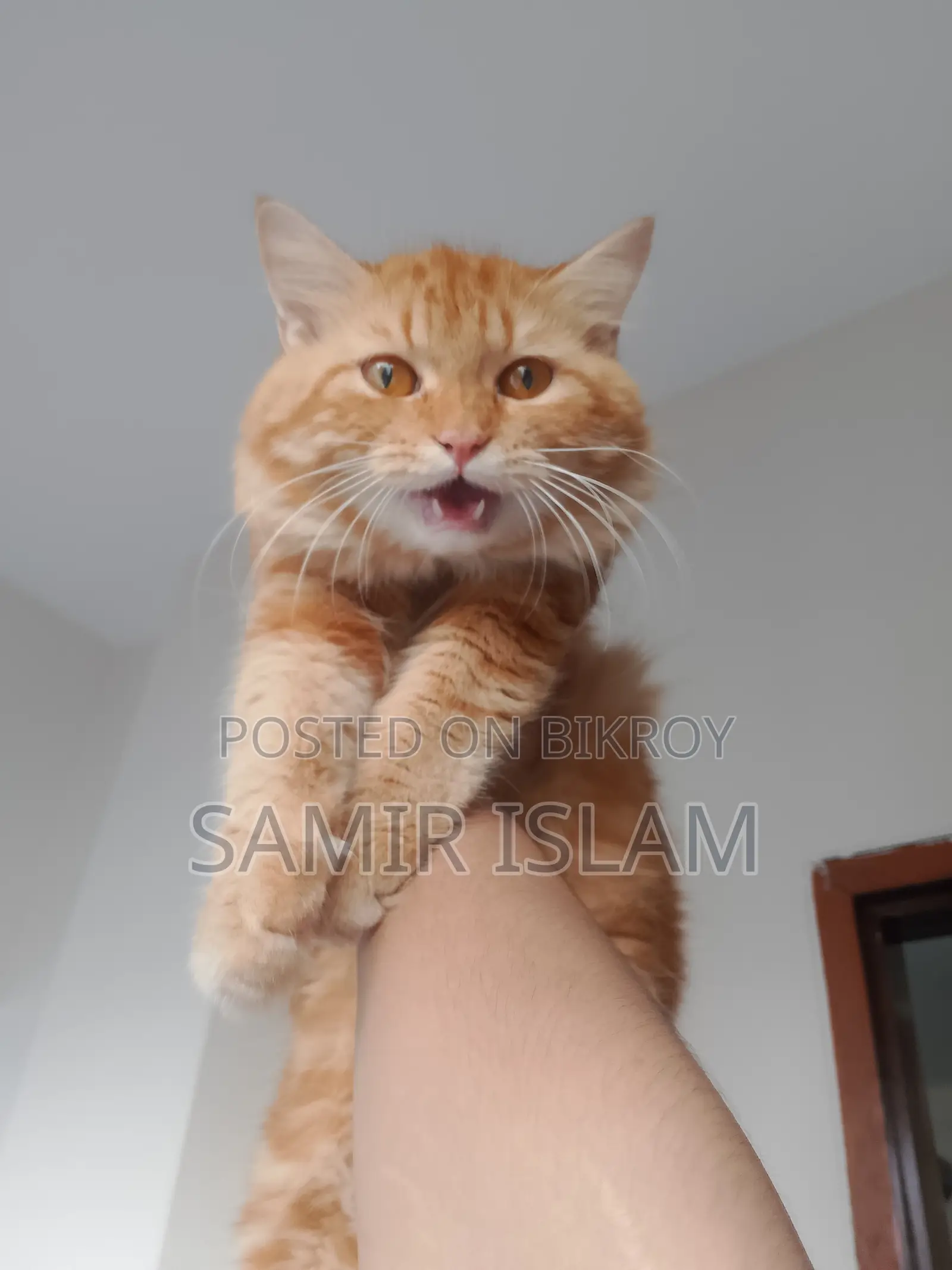 1+ year Male Purebred Persian