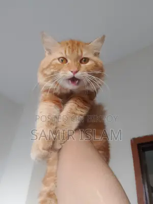 1+ year Male Purebred Persian