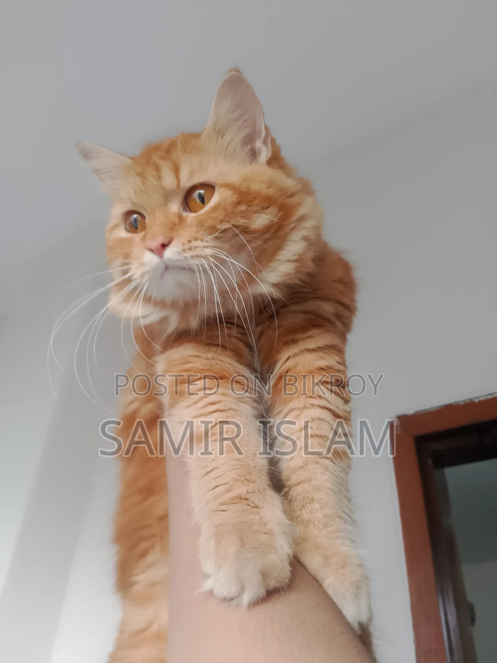 1+ year Male Purebred Persian