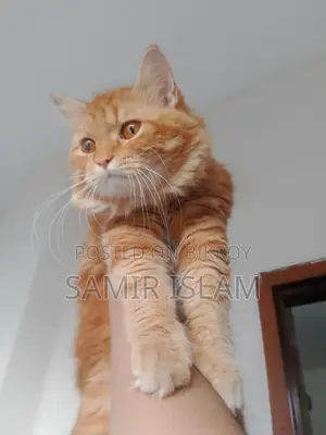 1+ year Male Purebred Persian