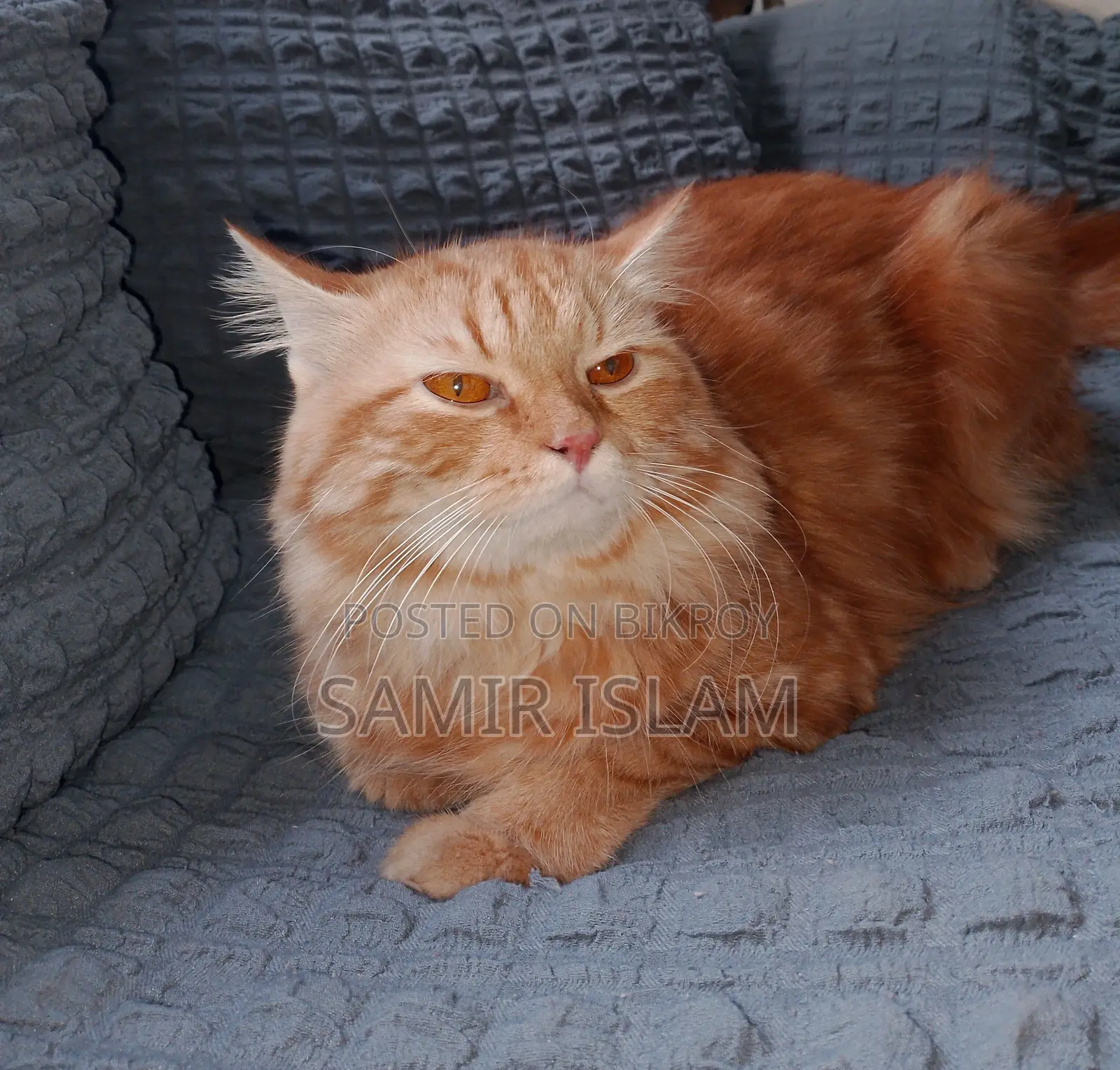1+ year Male Purebred Persian