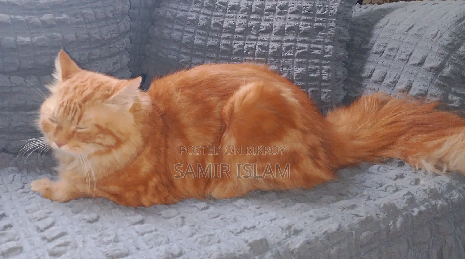 1+ year Male Purebred Persian