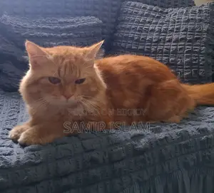 1+ year Male Purebred Persian