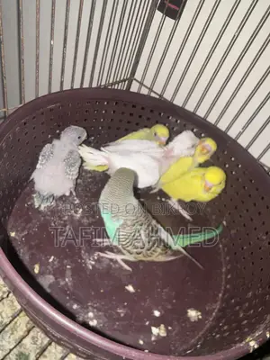 Hand Tame Size Baby Budgier