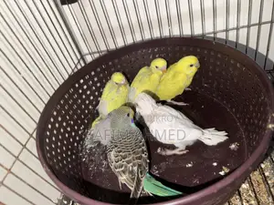 Hand Tame Size Baby Budgier