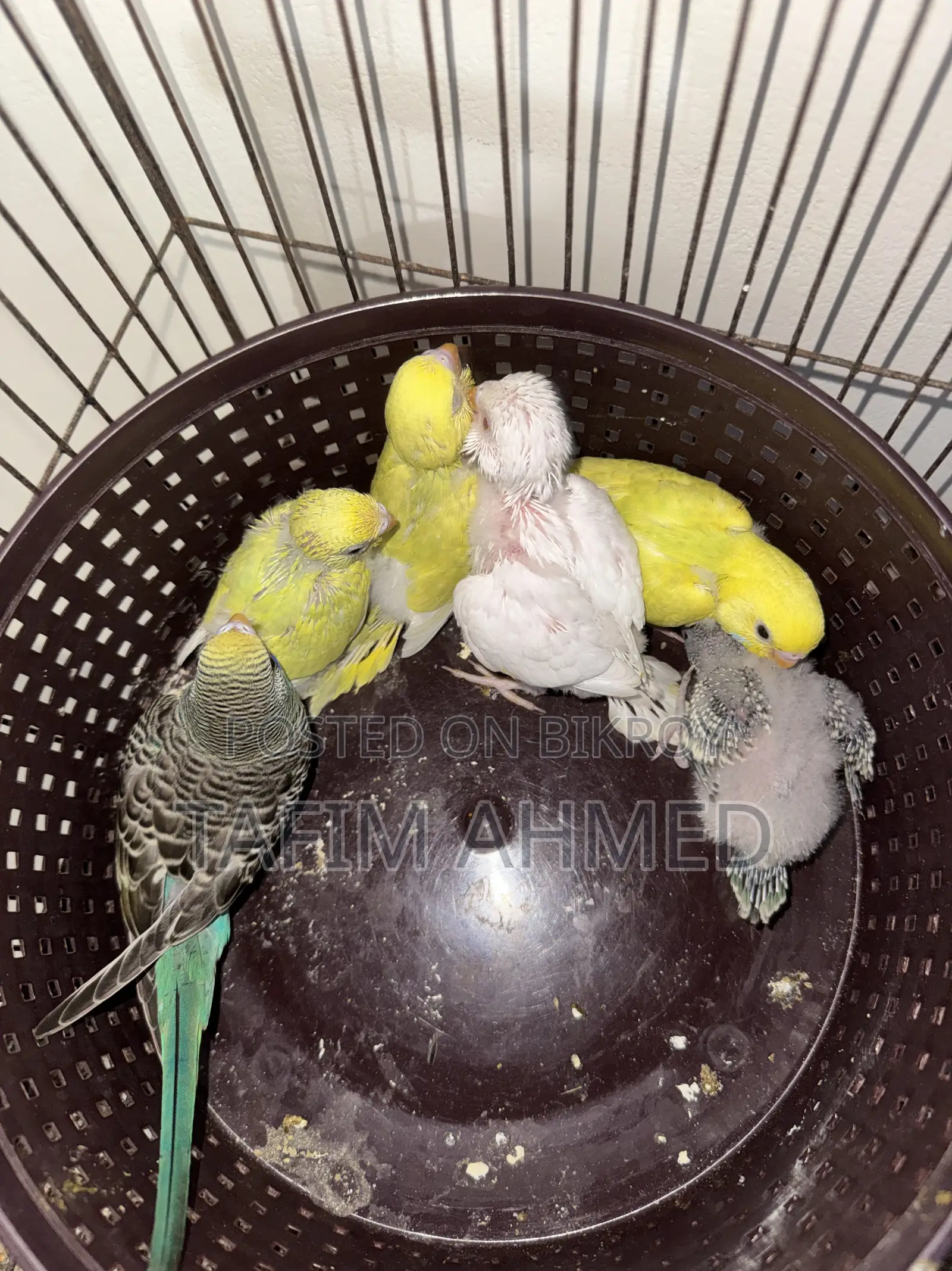 Hand Tame Size Baby Budgier