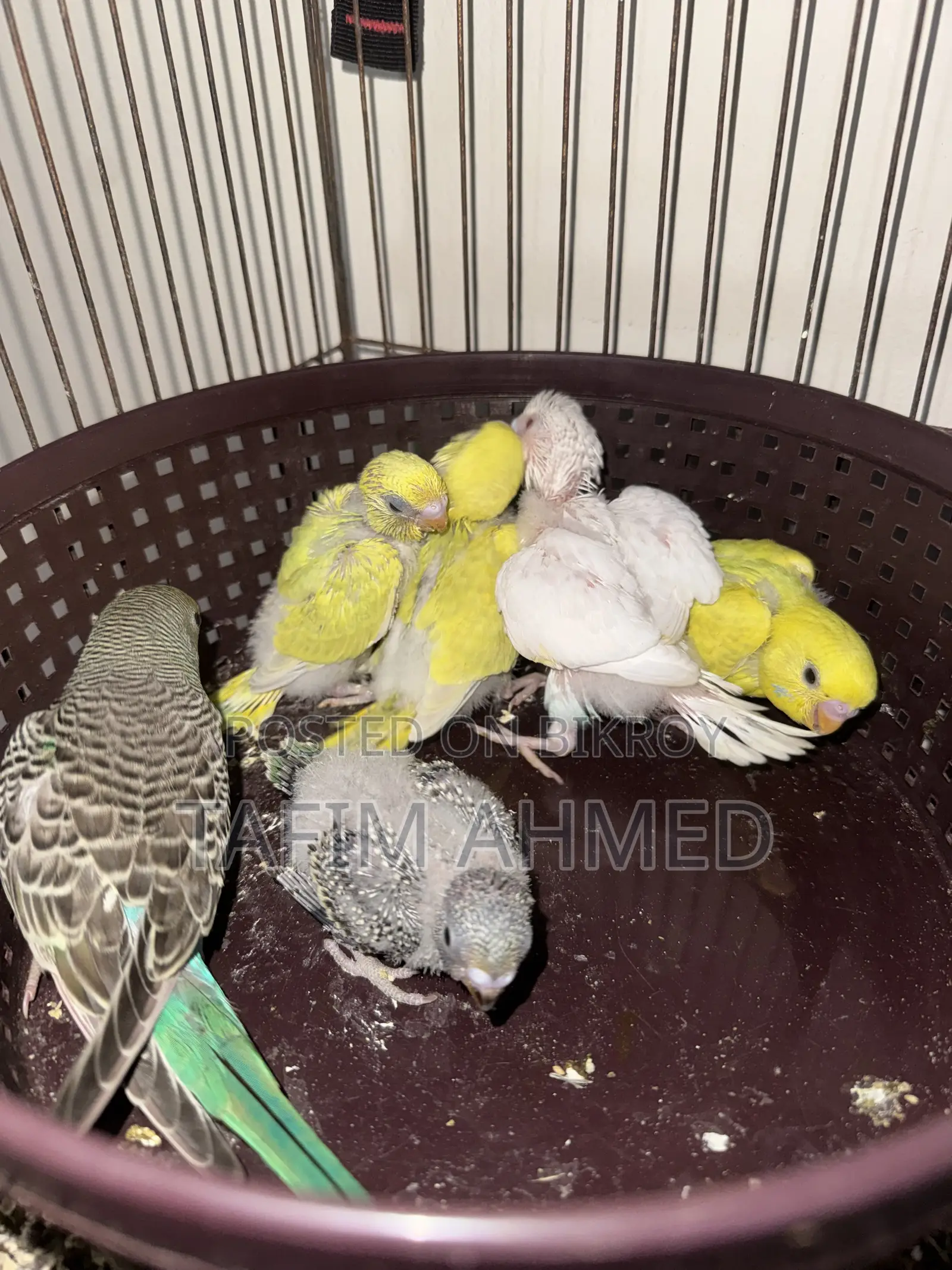 Hand Tame Size Baby Budgier