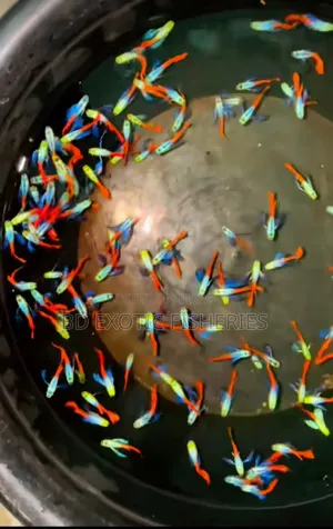 RTP Colour Guppy