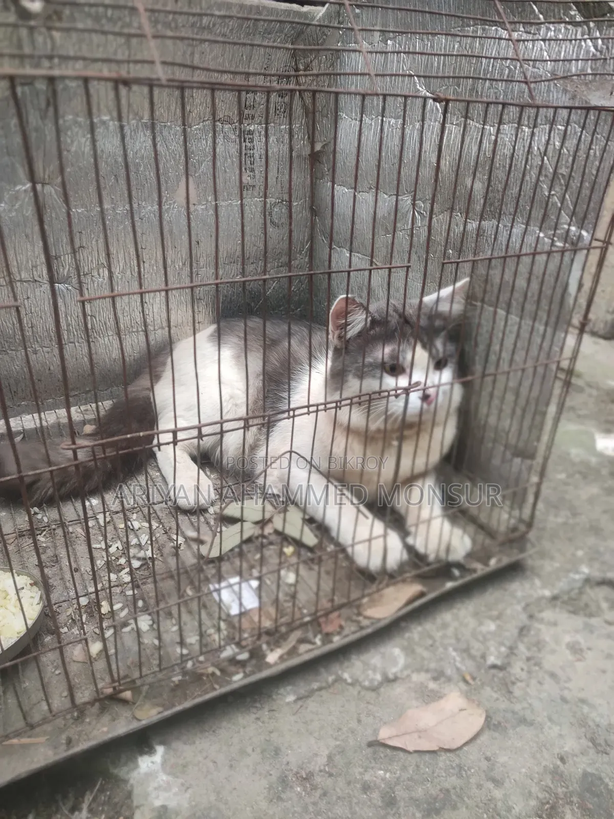 6-12 Months Male Mixed Breed Persian