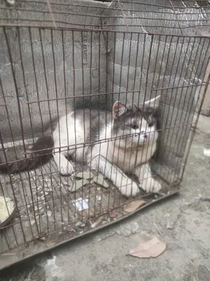 6-12 Months Male Mixed Breed Persian