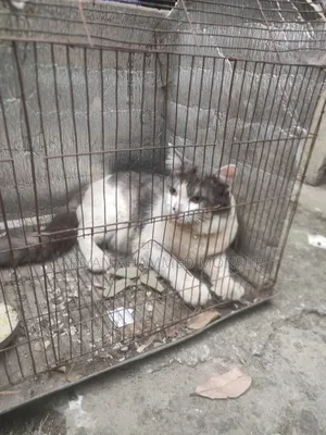 6-12 Months Male Mixed Breed Persian