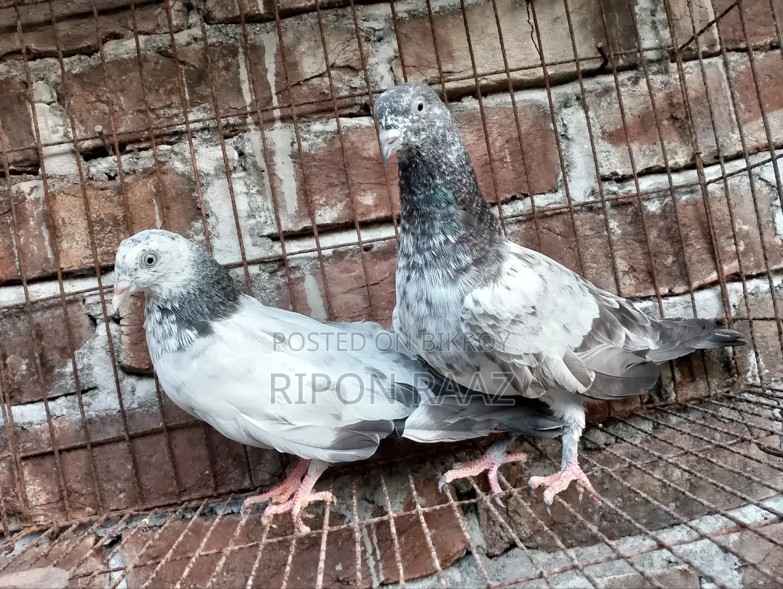 কবুতর তরুন