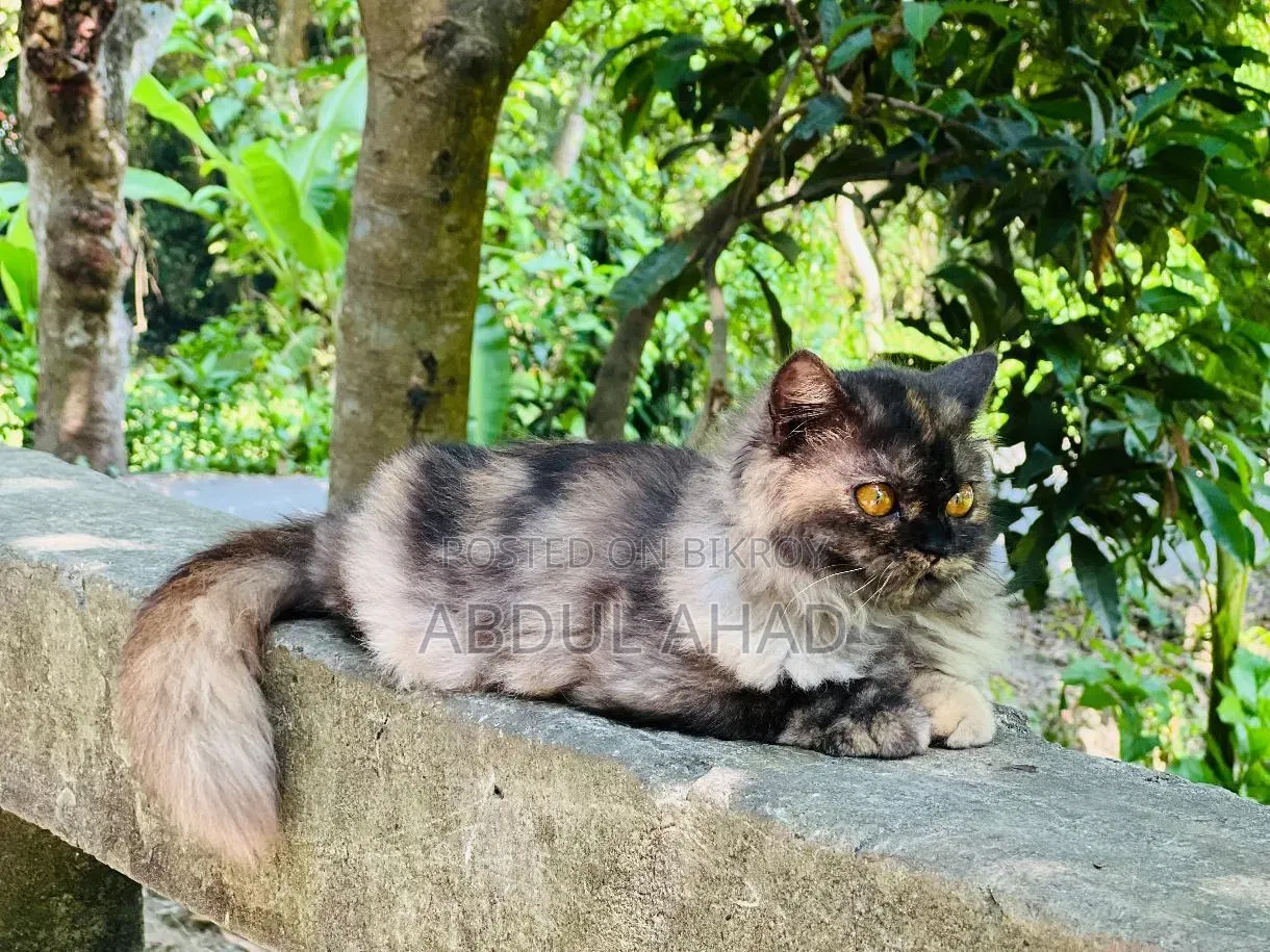 3-6 months Female Purebred Persian