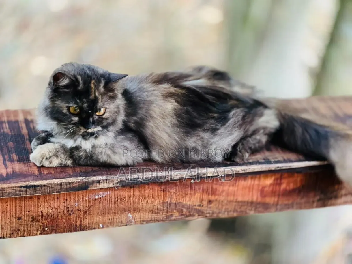 3-6 months Female Purebred Persian