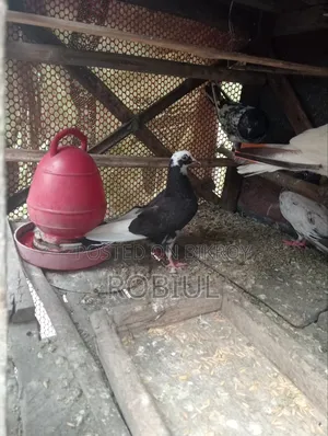 শাহেদ গাজী