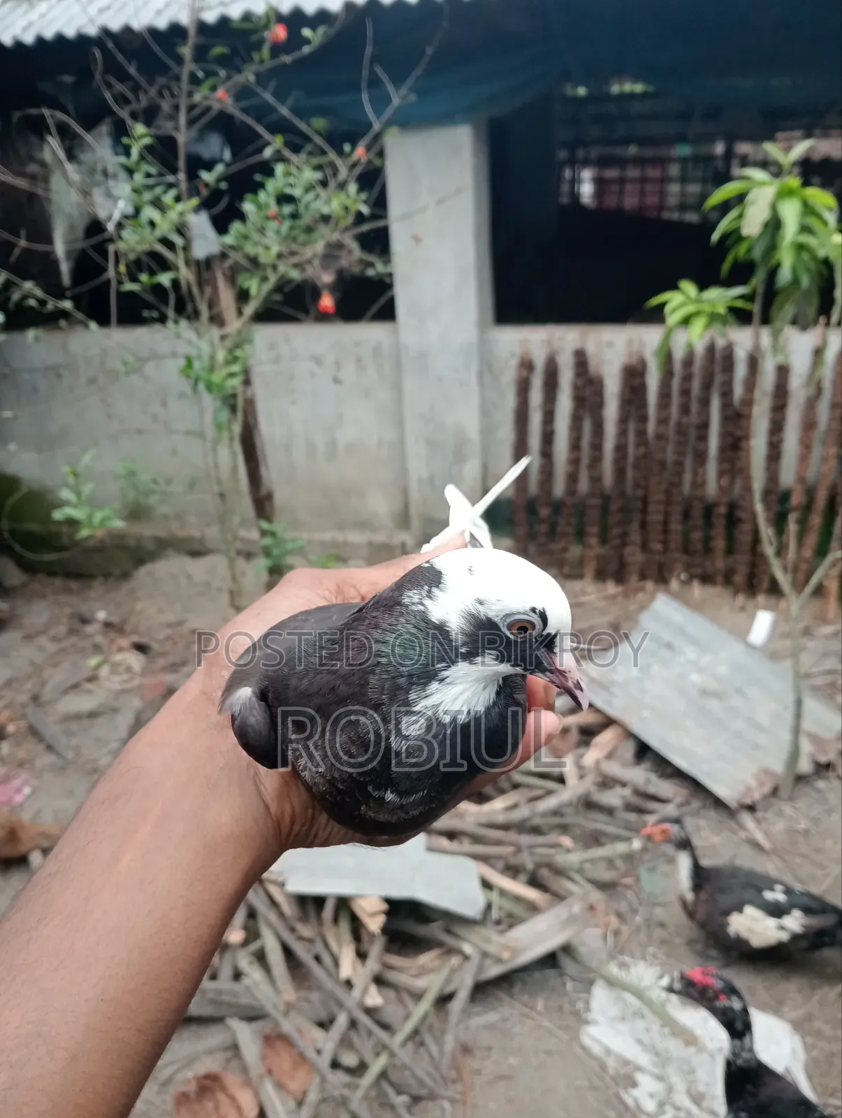 শাহেদ গাজী