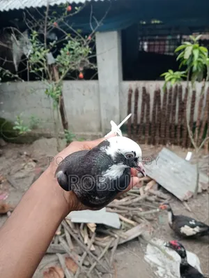 শাহেদ গাজী