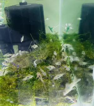 Corydoras Fish