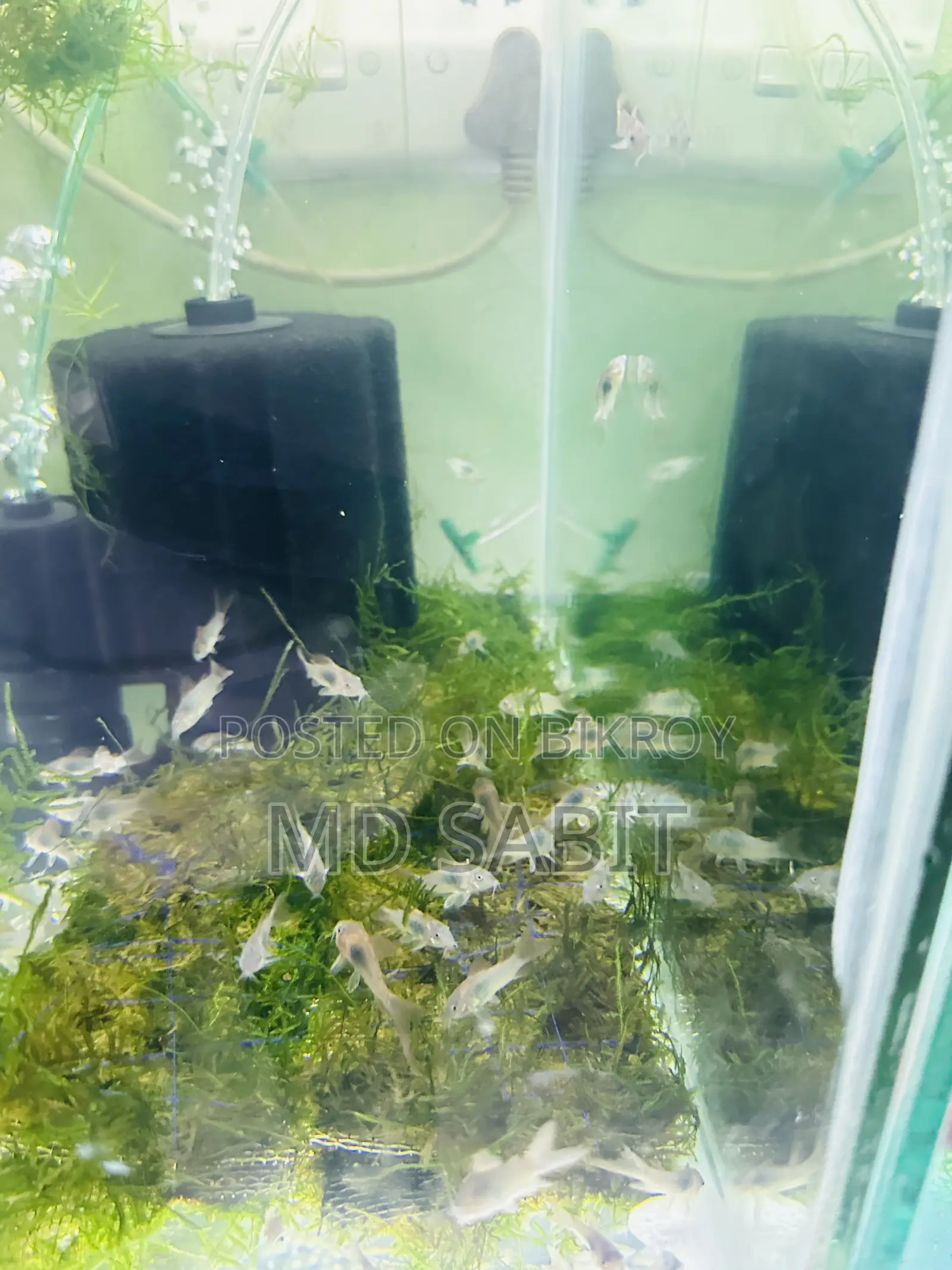 Corydoras Fish