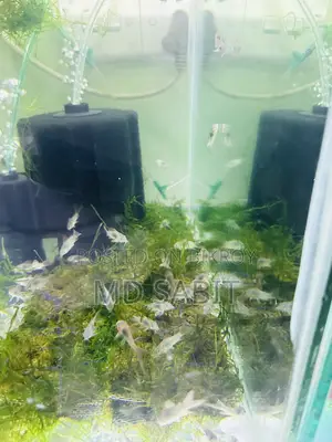 Corydoras Fish
