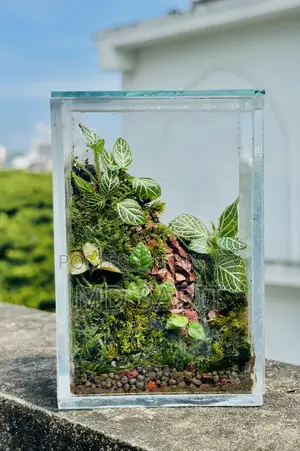 Terrarium Box