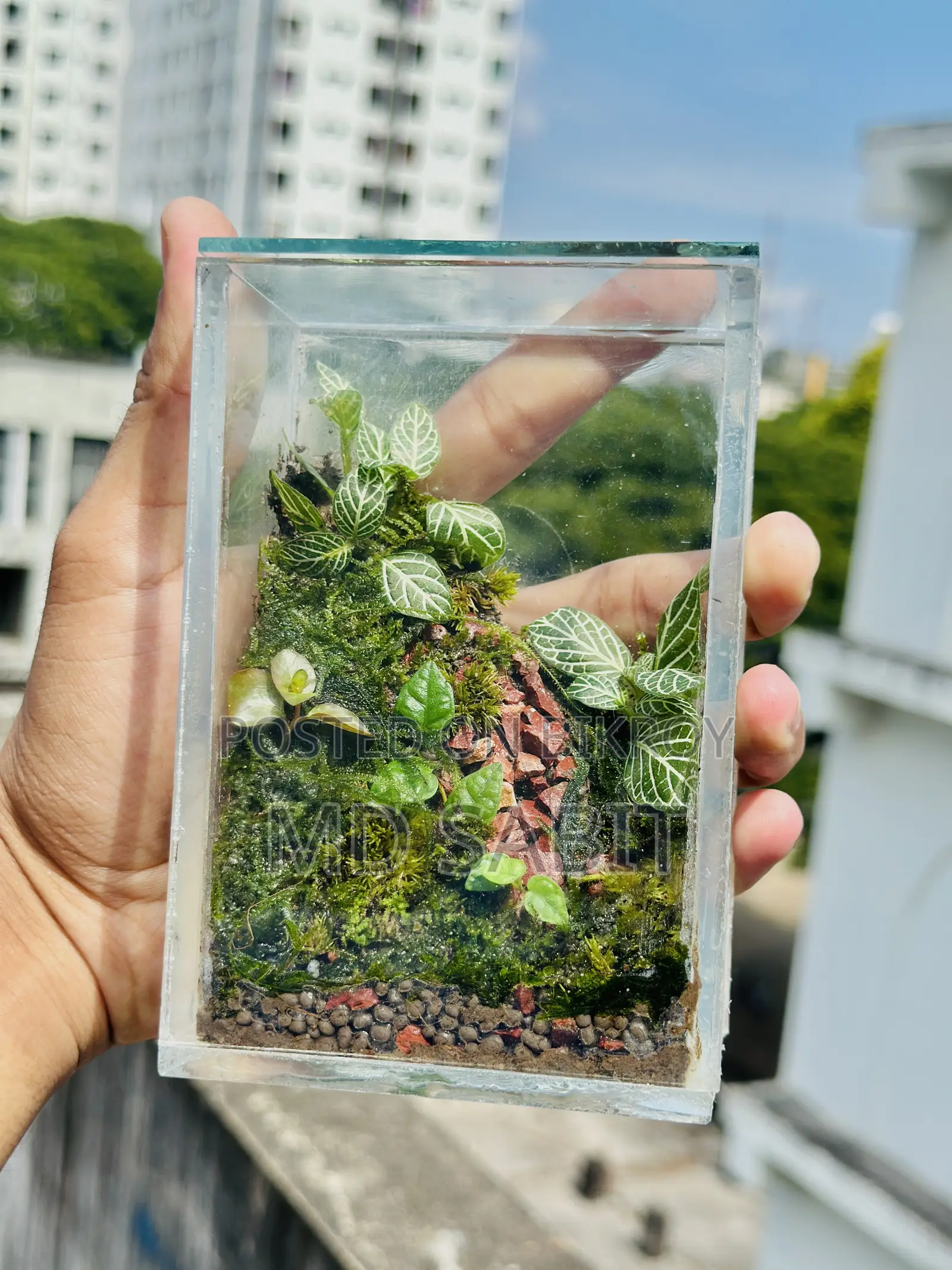 Terrarium Box