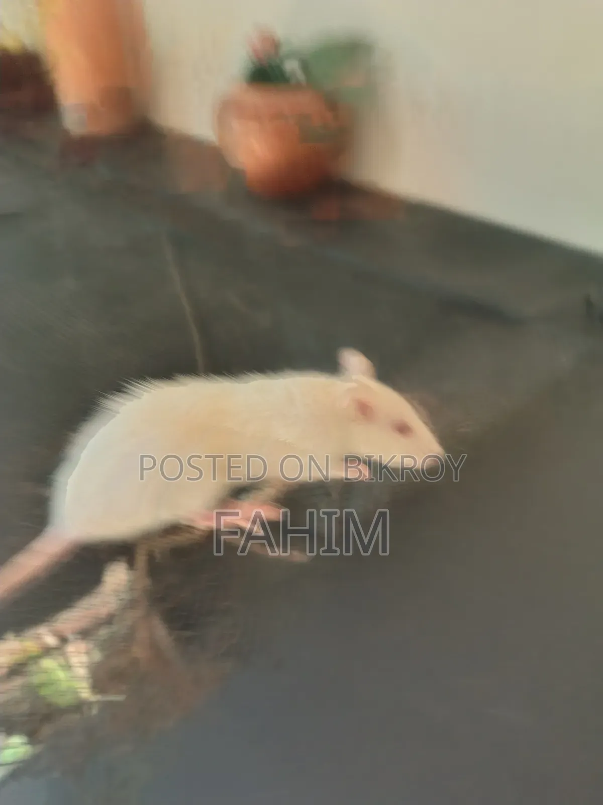 অ্যালবিনো সুইস ইঁদুর