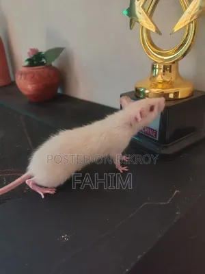 অ্যালবিনো সুইস ইঁদুর