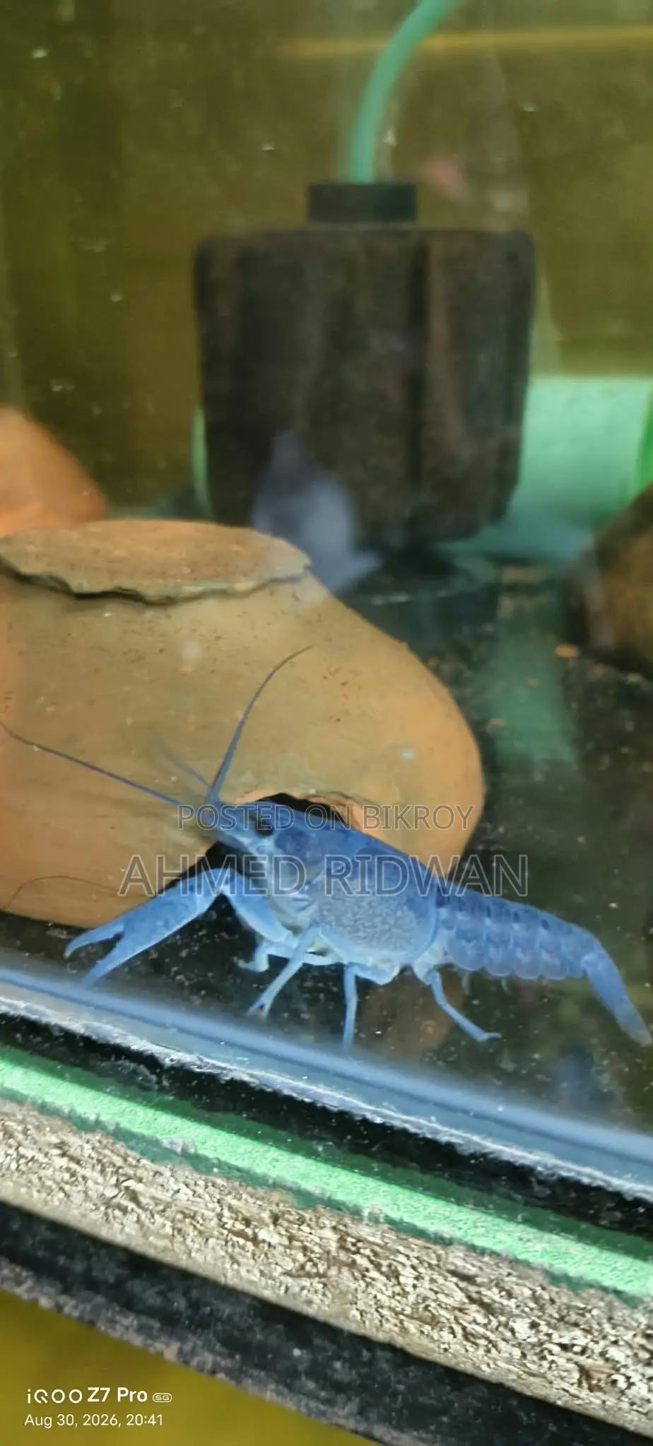Lobster Fish for Sale