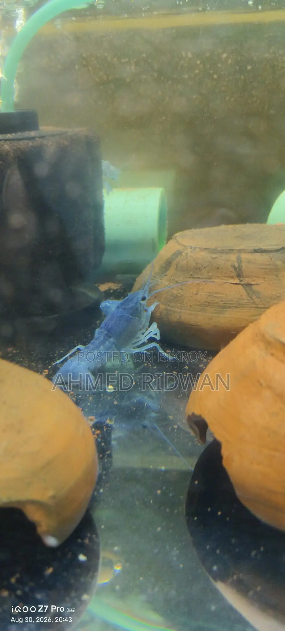 Lobster Fish for Sale